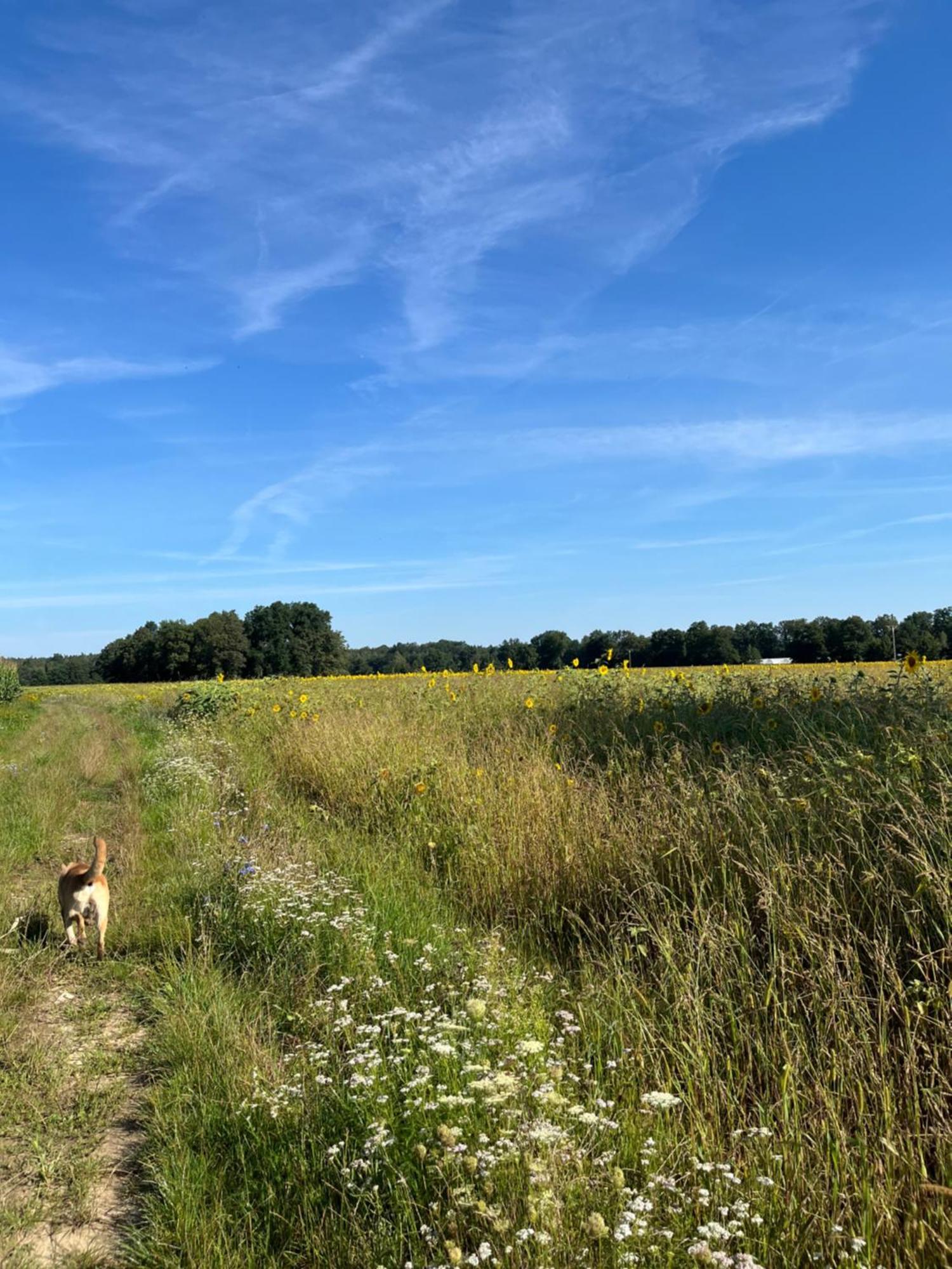 Agroturystyka Borow - Pokoje Prusice Esterno foto